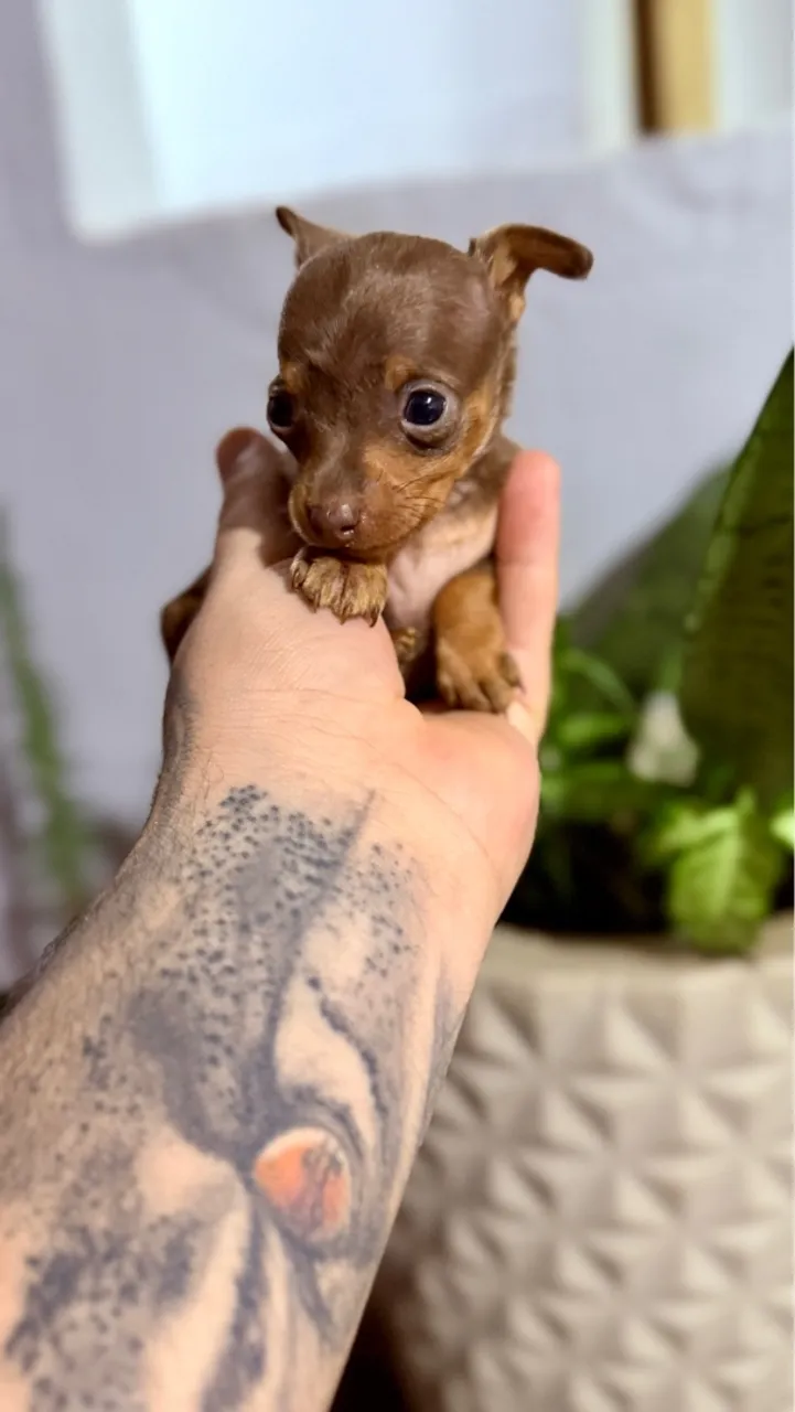 Pinscher fêmea miniatura chocolate