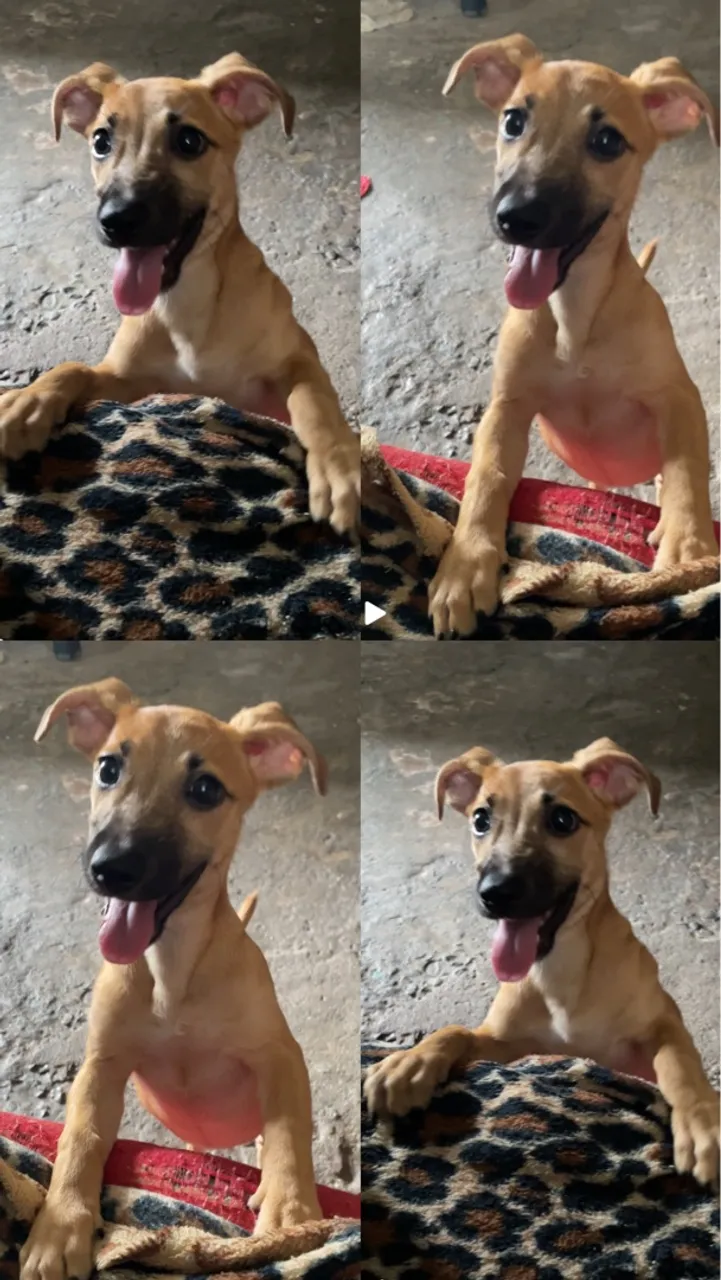 Filhote Adorável e Brincalhão