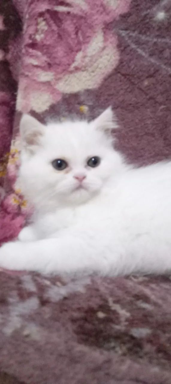 Gatinho Persa Branco 