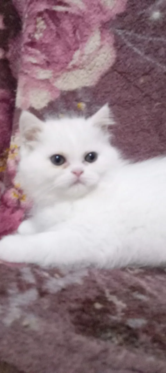 Gatinho Persa Branco
