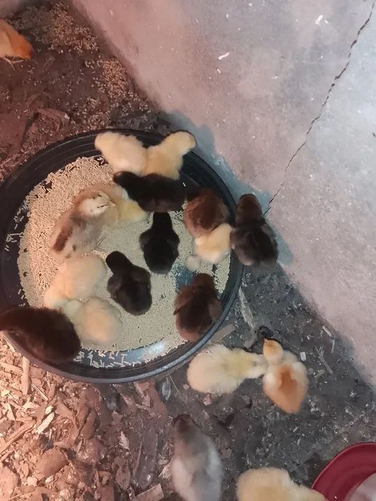 Vendo pintinho paraíso pedrês 