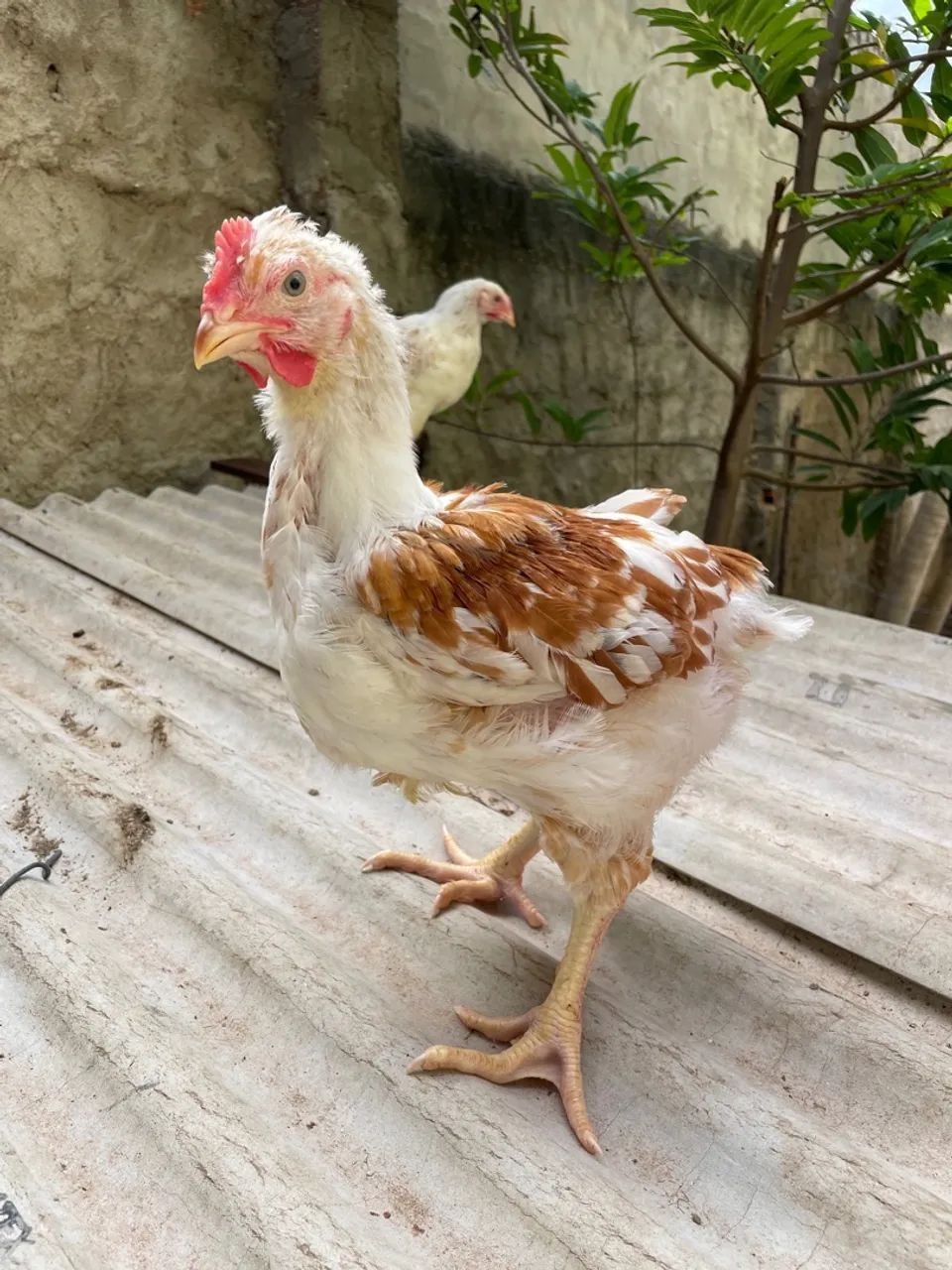 Pintos de galinhas sertaneja balão  - Foto 4