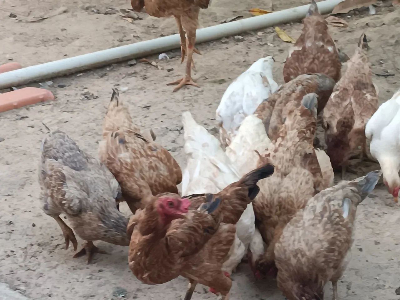 Frango caipira e galinhas para venda - Foto 2