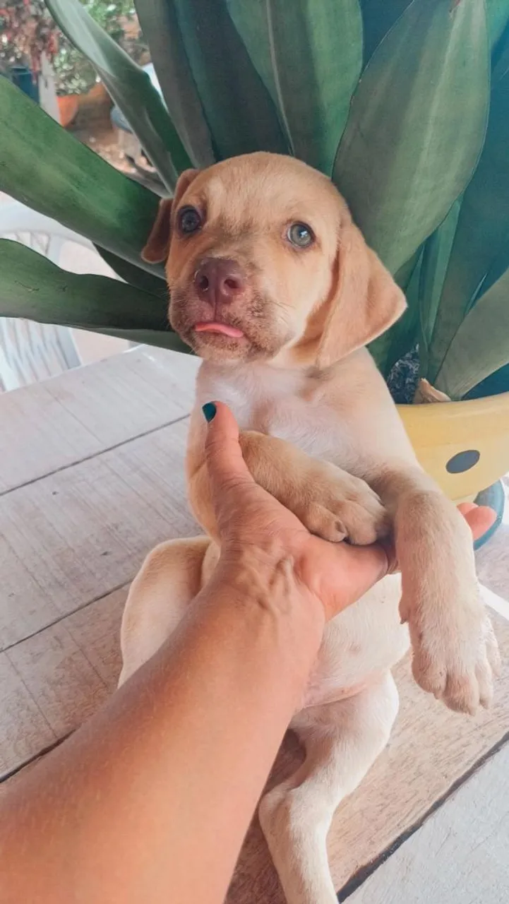 Filhote de Pitbull com Labrador 