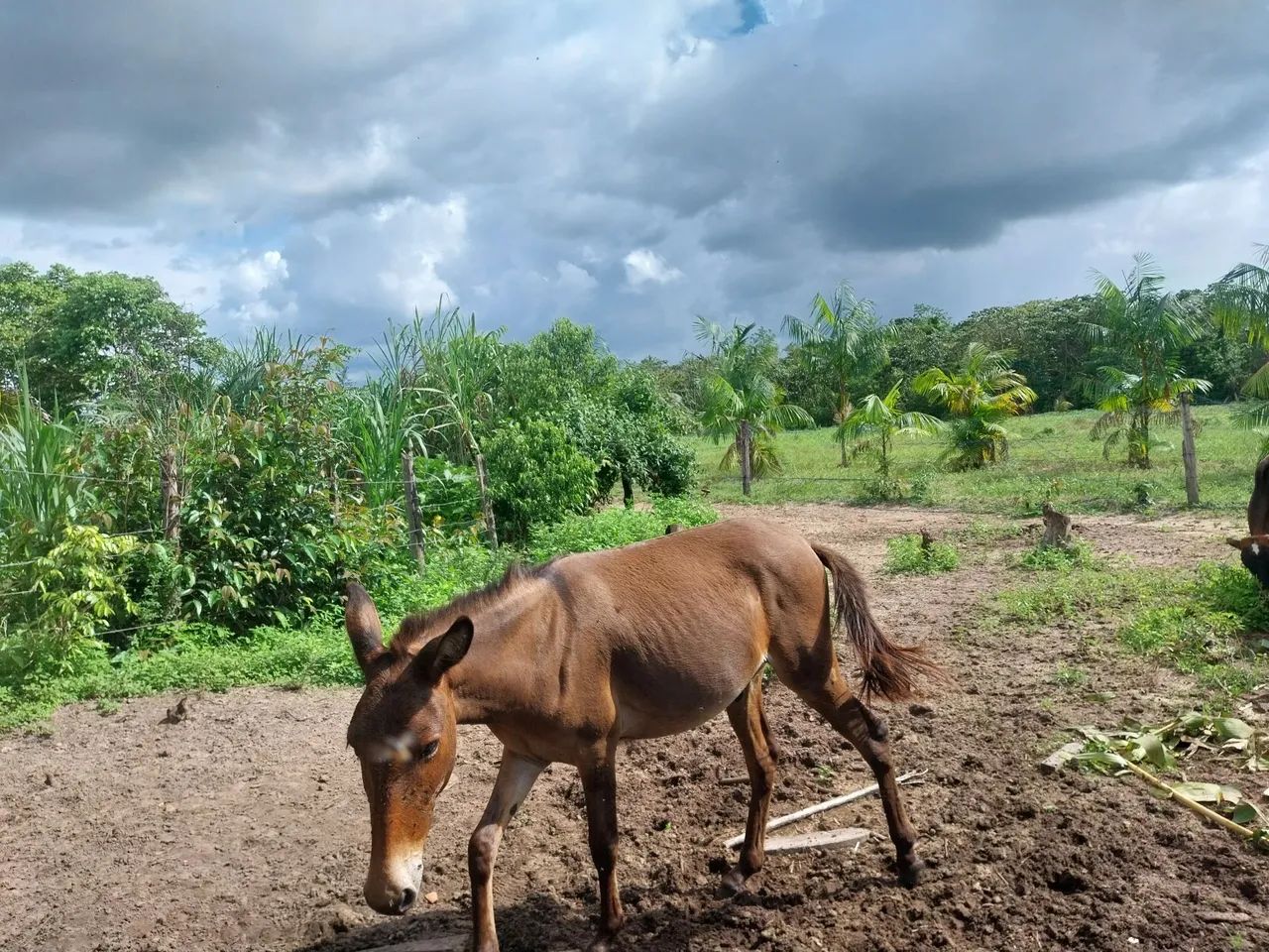 Burro para venda com idade de 1 ano e 9 meses - Foto 4