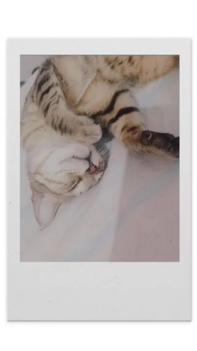 Gatinha para adoção  - Foto 2