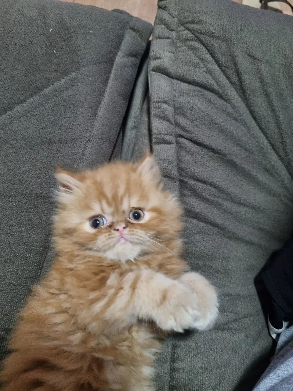 Gato！ Tênis Casual Infantil Cadarço Em Strass Pink Cats V4132