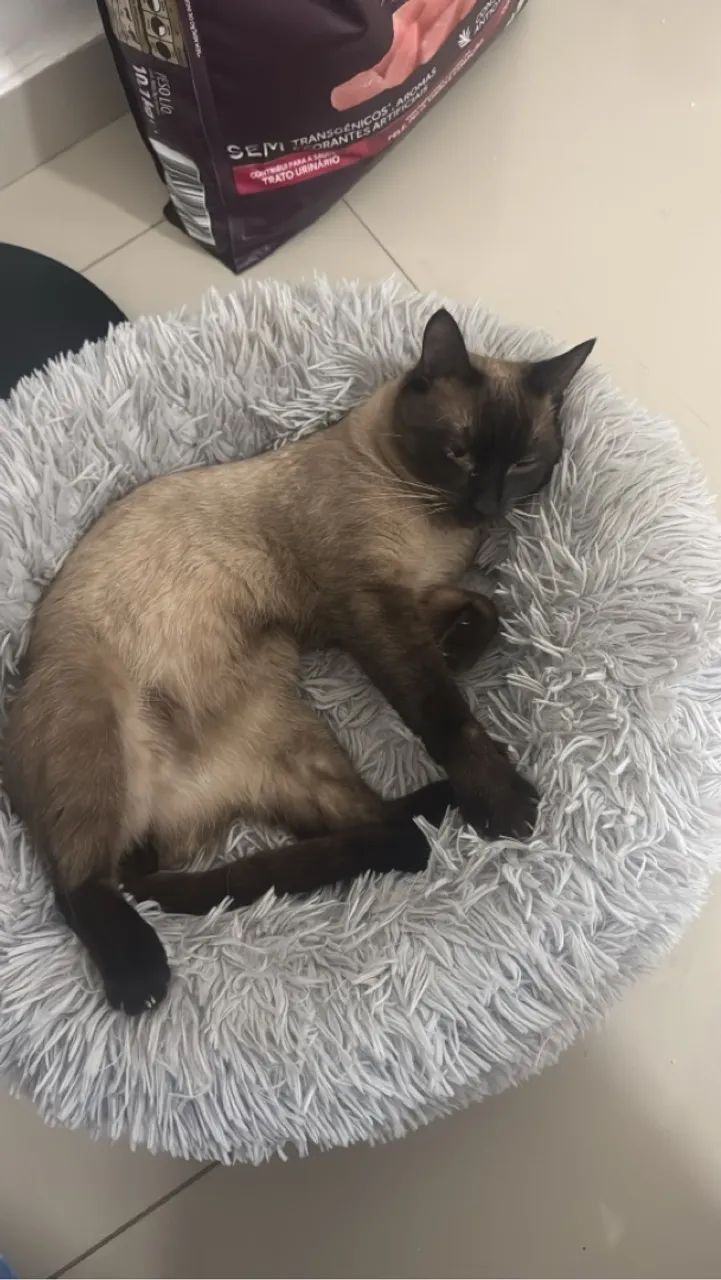 Gatinho Siamês para Adoção - Foto 3