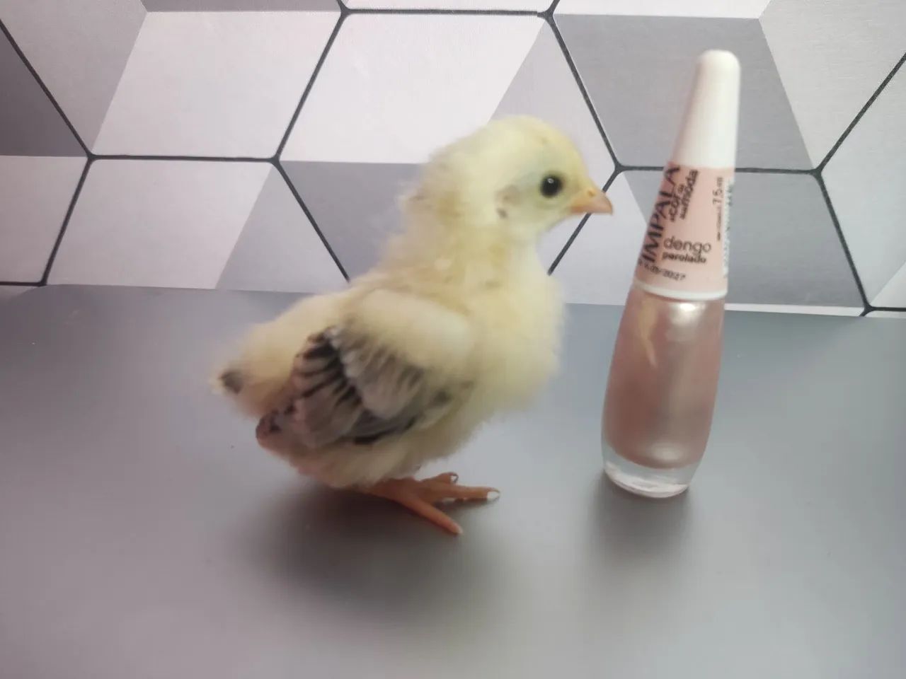 Galos e Galinhas Ornamentais - Criatório G.C - Foto 4