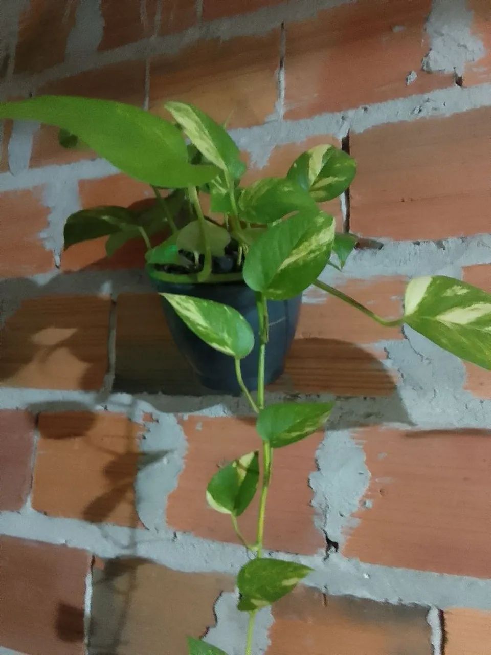 Plantas