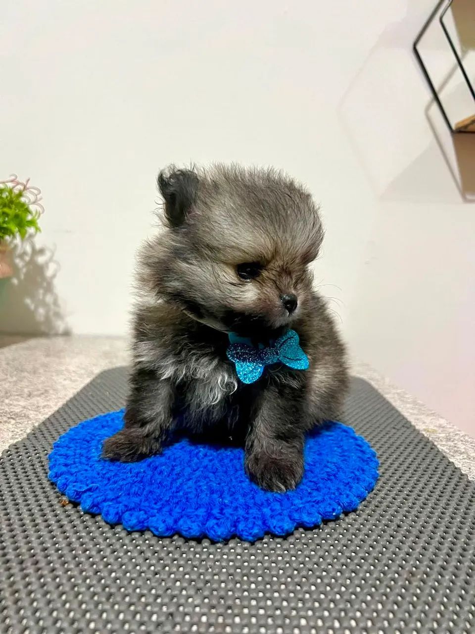 ?Spitz Alemão Anão - Macho?