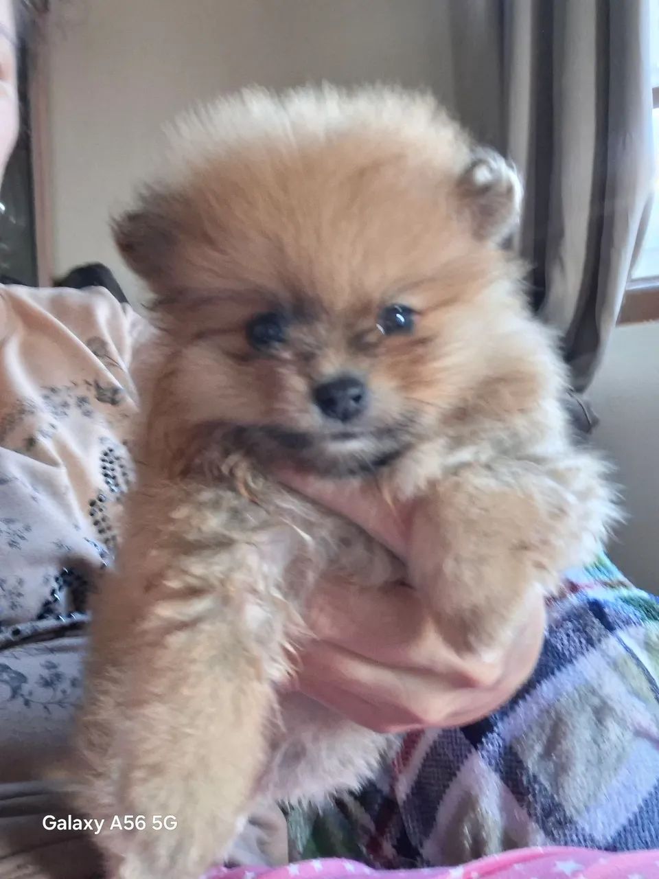 Lulu da pomerania 