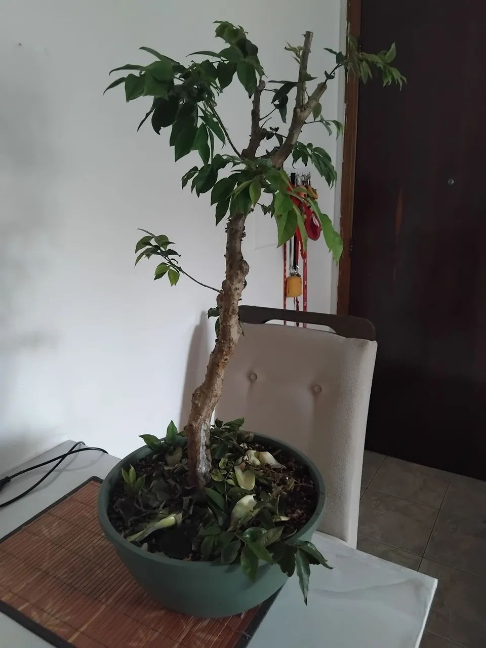Bonsai jabuticaba hibrida - Foto 6