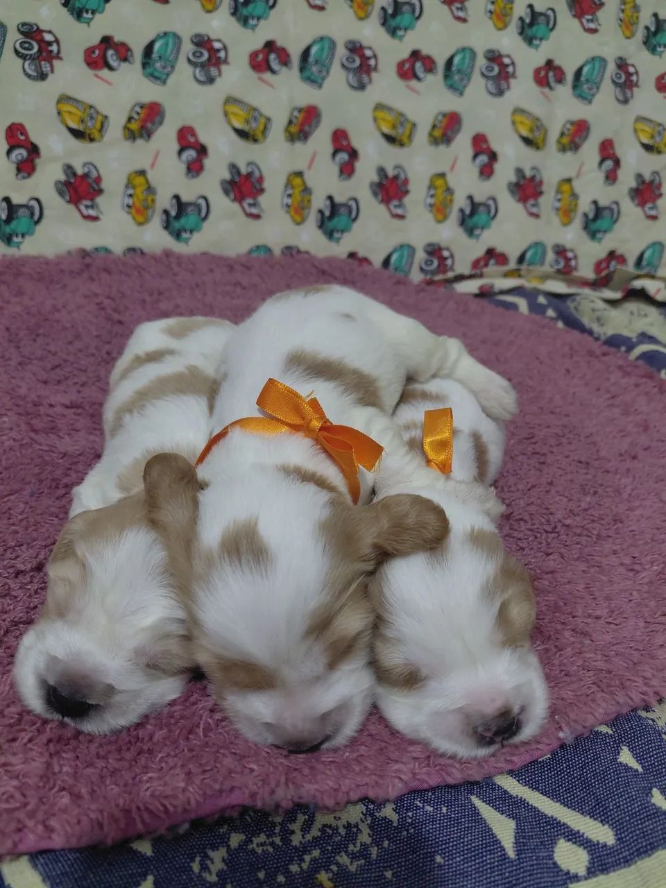 Filhote de cocker spaniel  - Foto 4