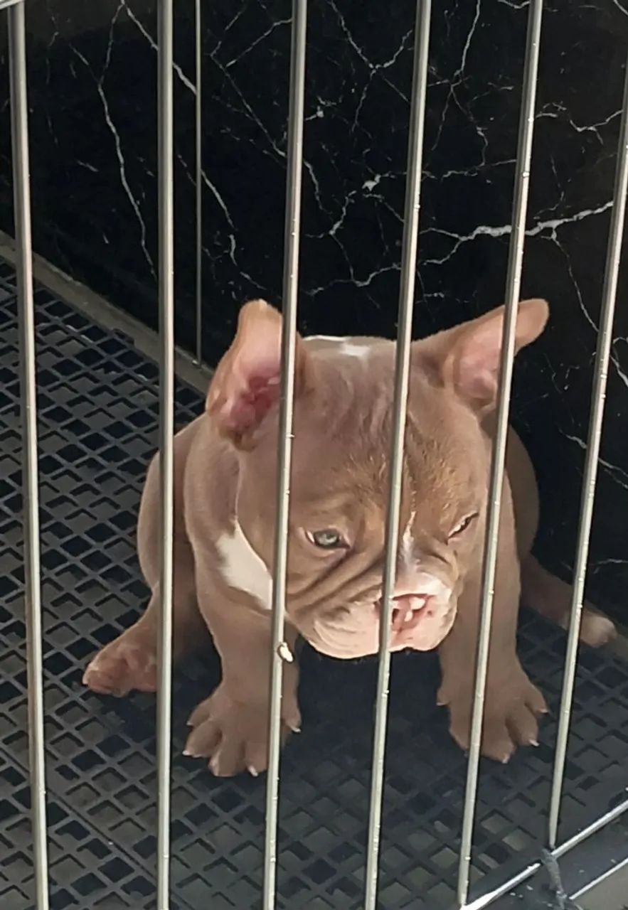 Américan Bully Micro disponível 