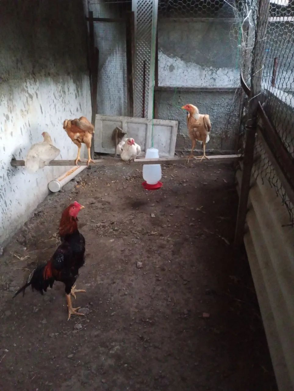1 FRANGO E 4 FRANGAS DE RAÇA  - Foto 2