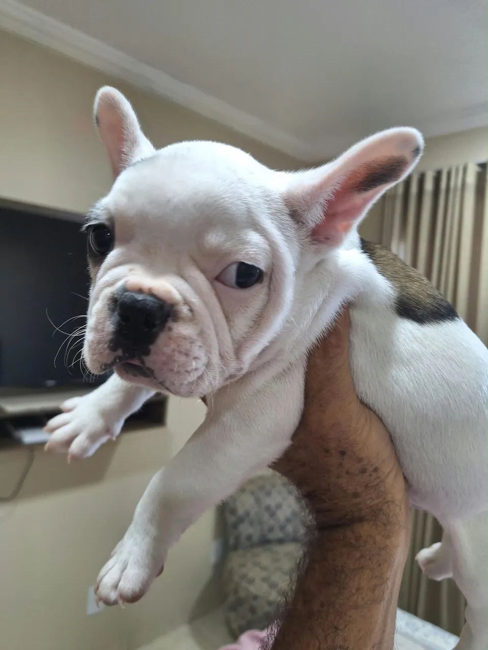 Buldog macho