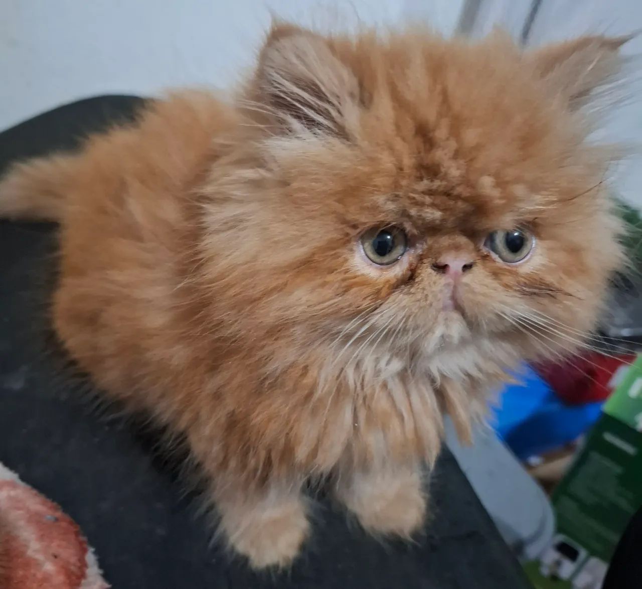 Gato persa Macho laranja  1800.00 - Foto 5