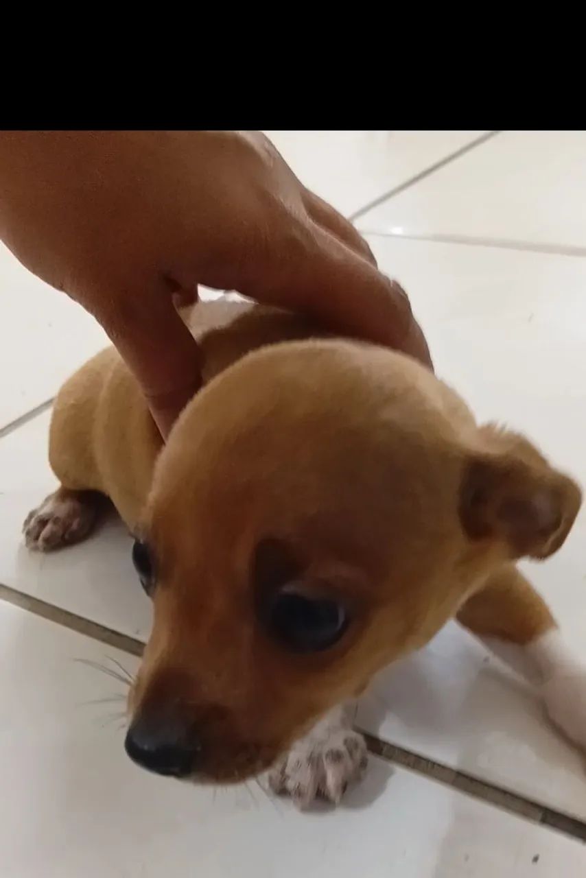 Cachorro Pincher 2 - Foto 3