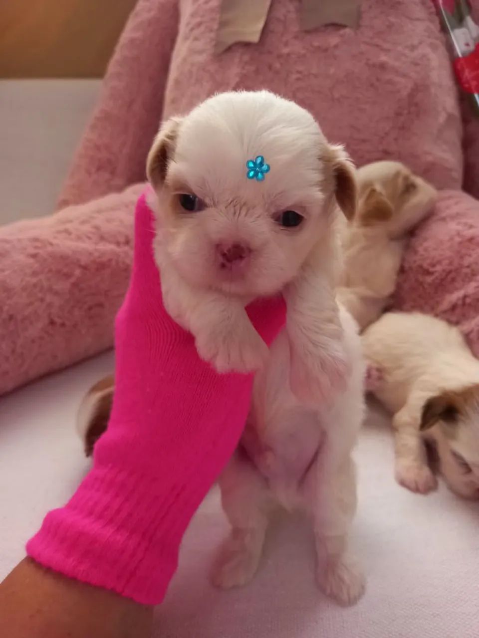 Shih Tzu Toy - Foto 3