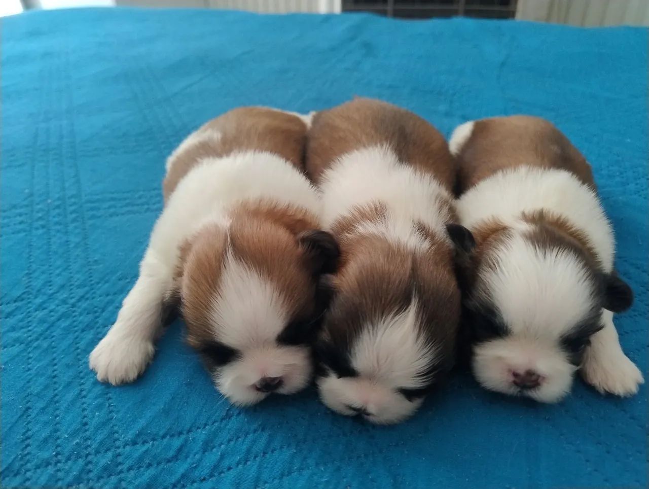 Shi Tzu  - Foto 4