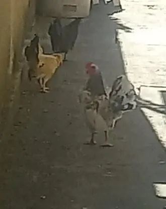 Galinhas chinesas