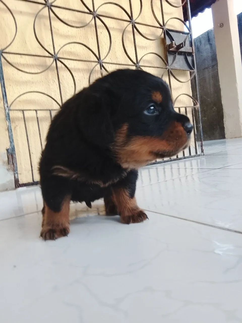 FILHOTE DE ROTTWEILER - Foto 4