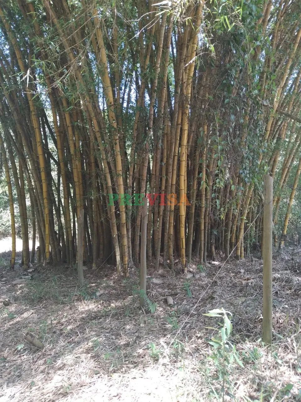 Fazenda / Sítios / Chácaras com 3 quartos à venda em Barão De Cocais - Foto 5