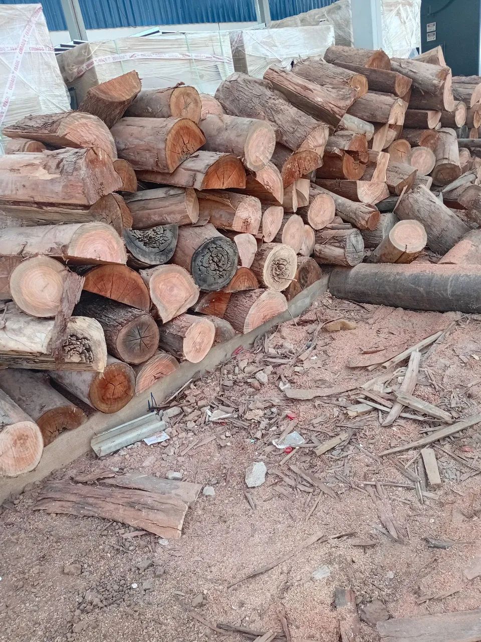 Poda de árvores palmas  - Foto 2