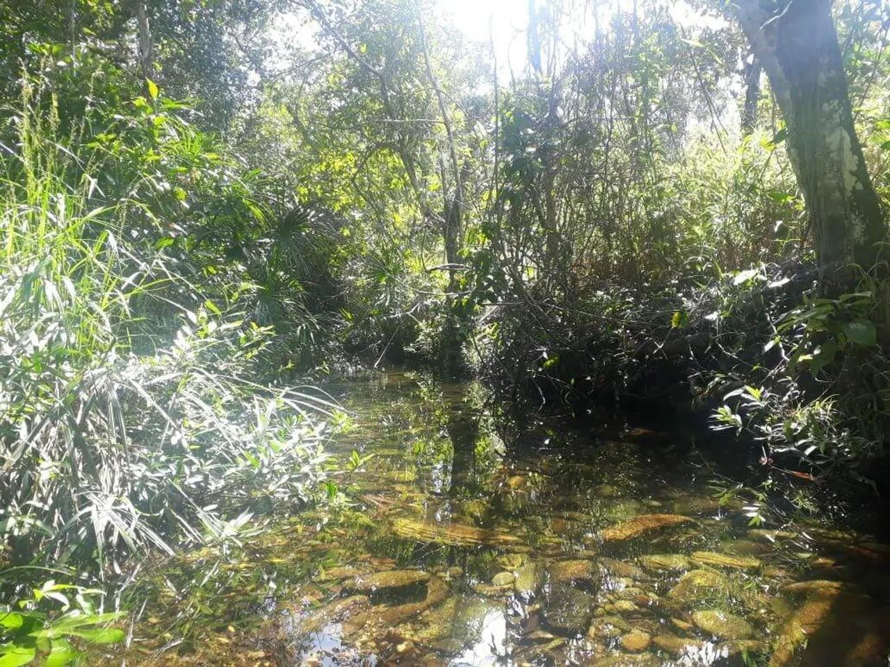 VENDE-SE FAZENDA COM 120 ALQUEIRES - Foto 2