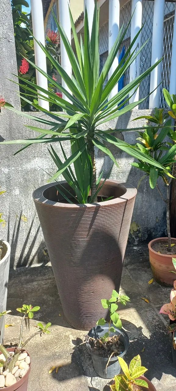 Planta com Vaso - Foto 2