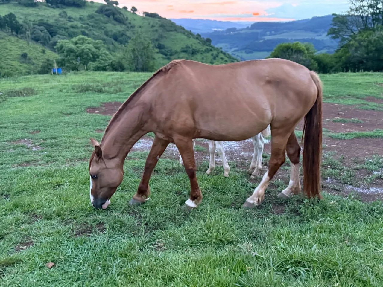 Égua crioula  - Foto 3