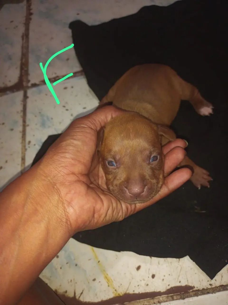 Filhotes de Pitbull Moster 