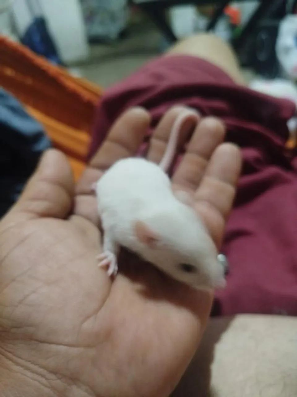 Filhotes de Rato Twister - Super Mansos e Saudáveis - Foto 2