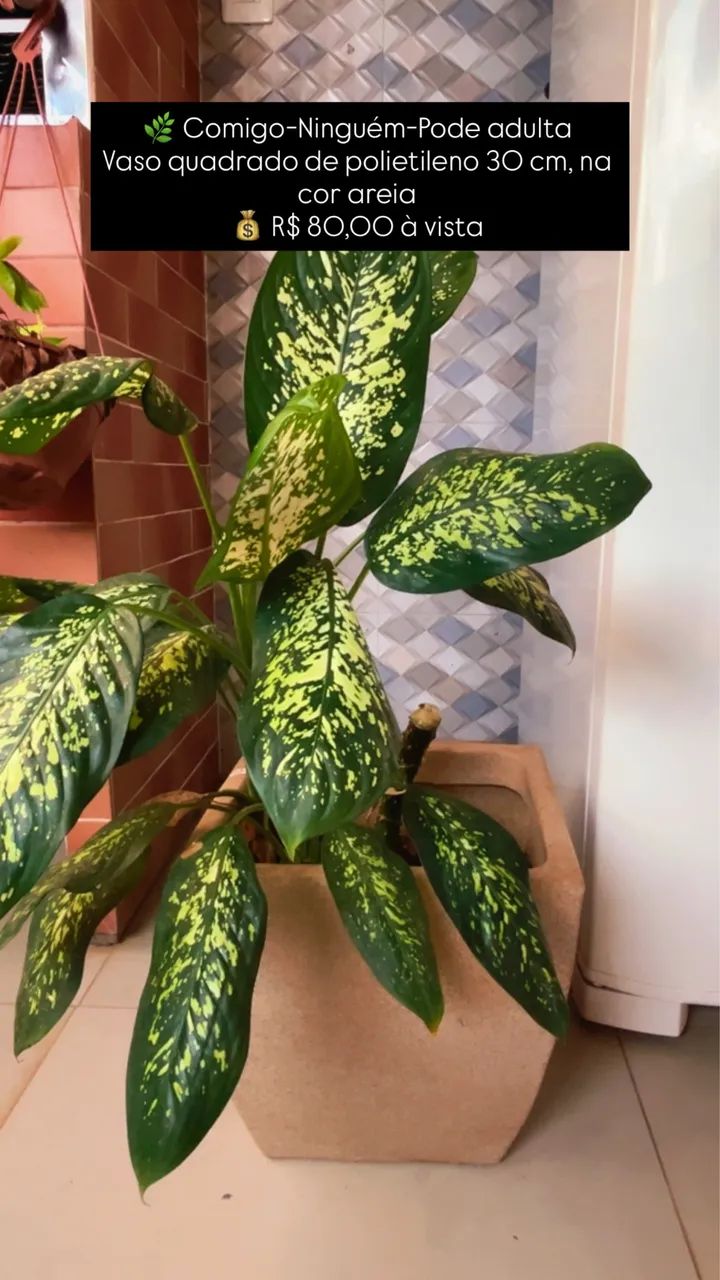 Plantas  - Foto 2