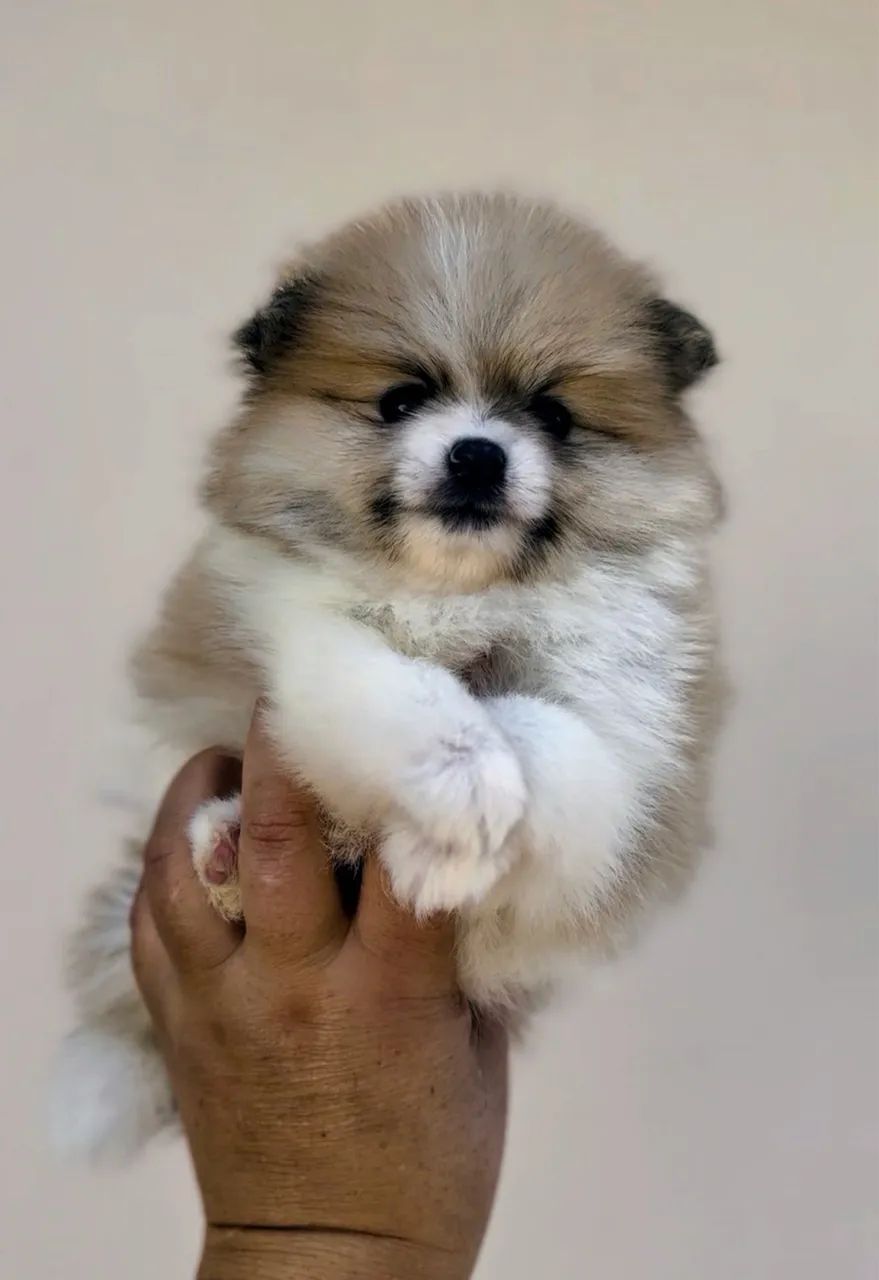 Spitz alemão Lulu da Pomerânia