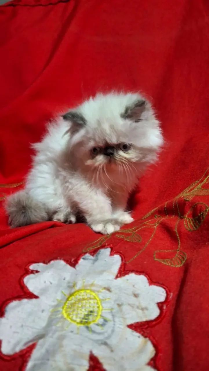 Gato persa - Foto 3