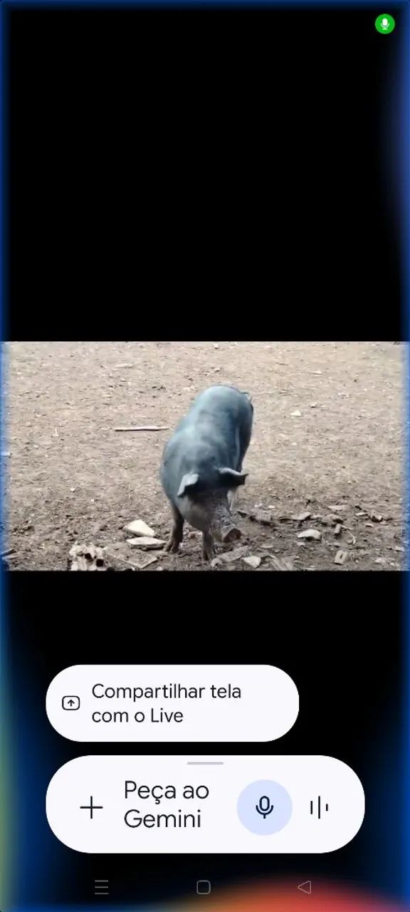 Porco  - Foto 3