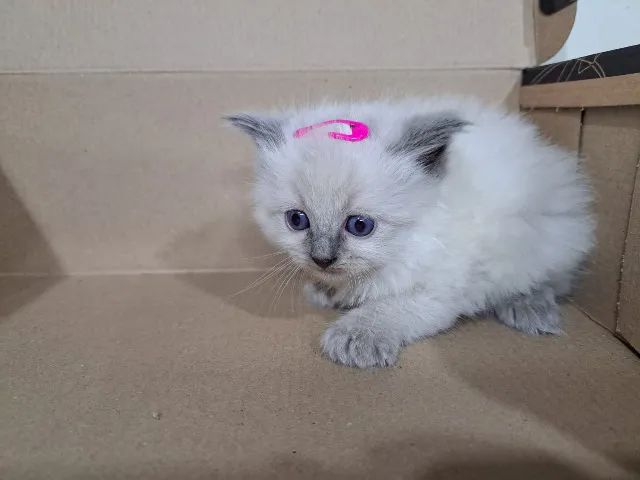 Filhotes gatinhos Ragdoll e Persas - Foto 4