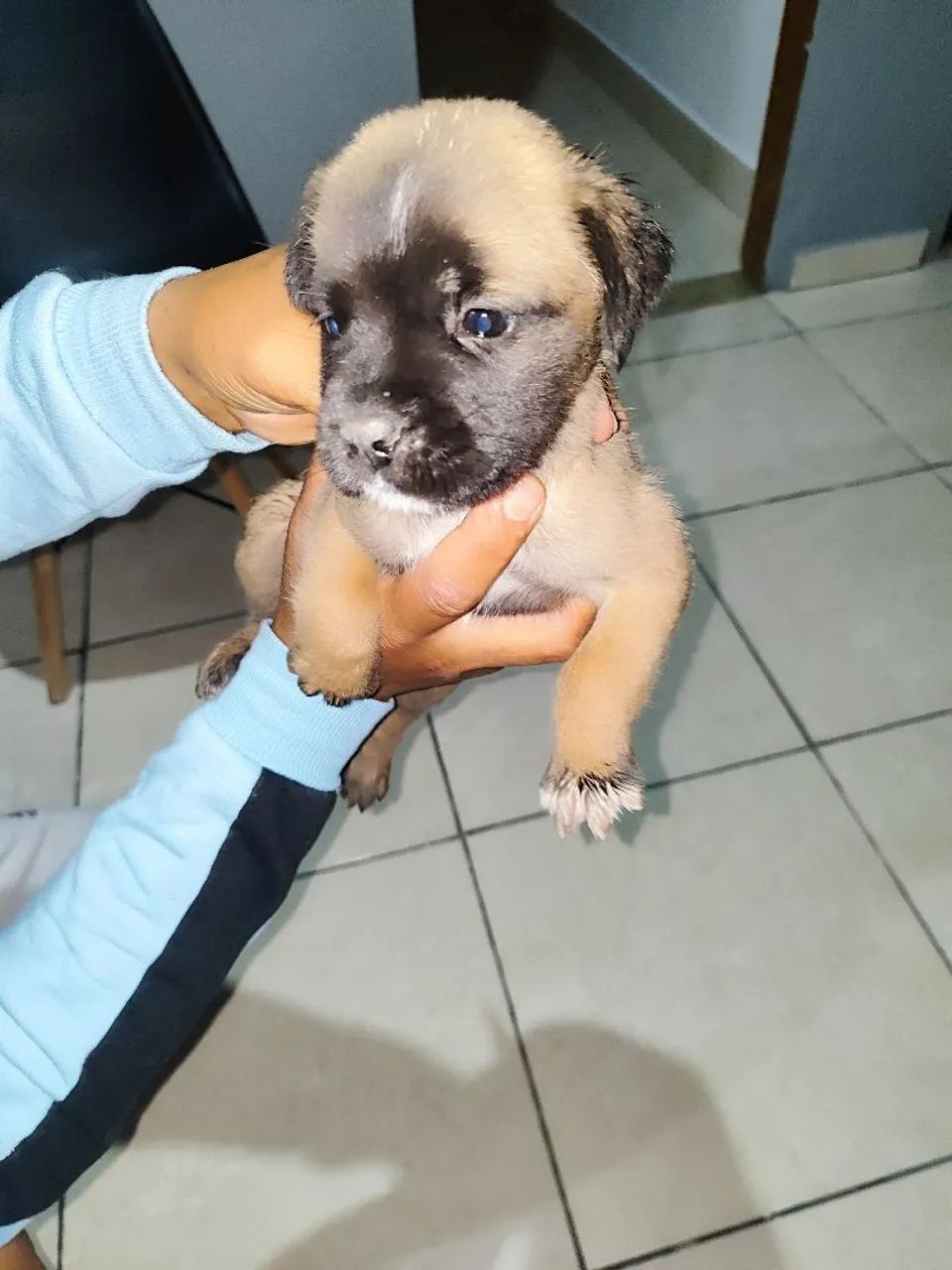 Cachorro  - Foto 2