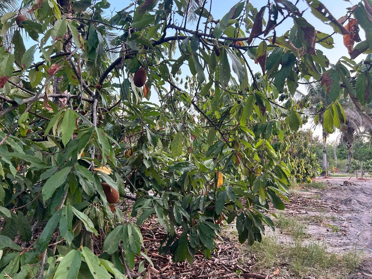 ÁREA PARA CHÁCARA  - Foto 3