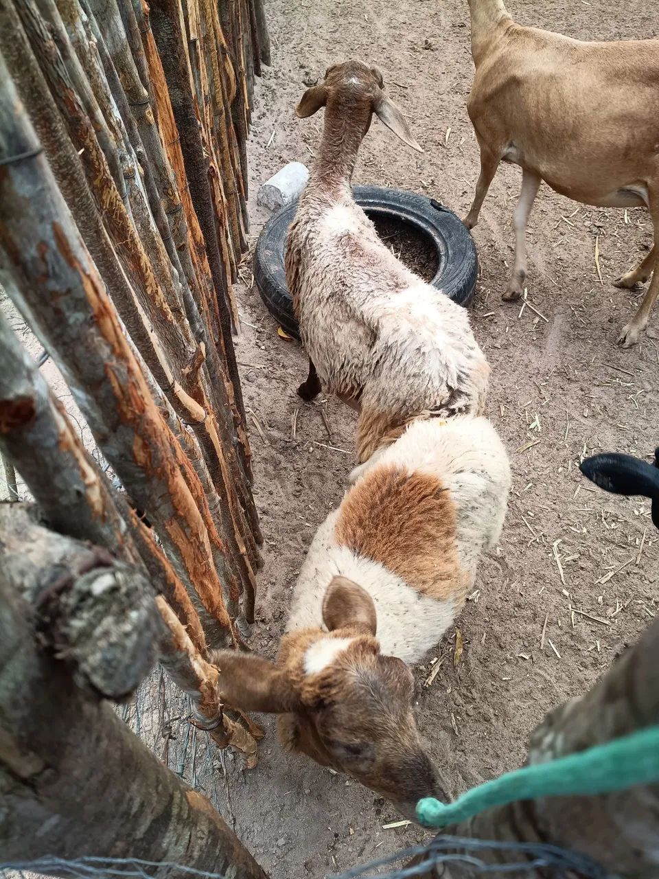 Borrego  - Foto 4