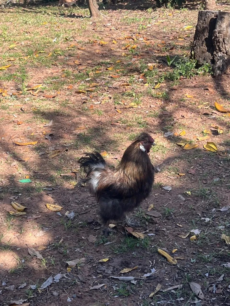 Sedosa do Japão (galo) - Foto 4