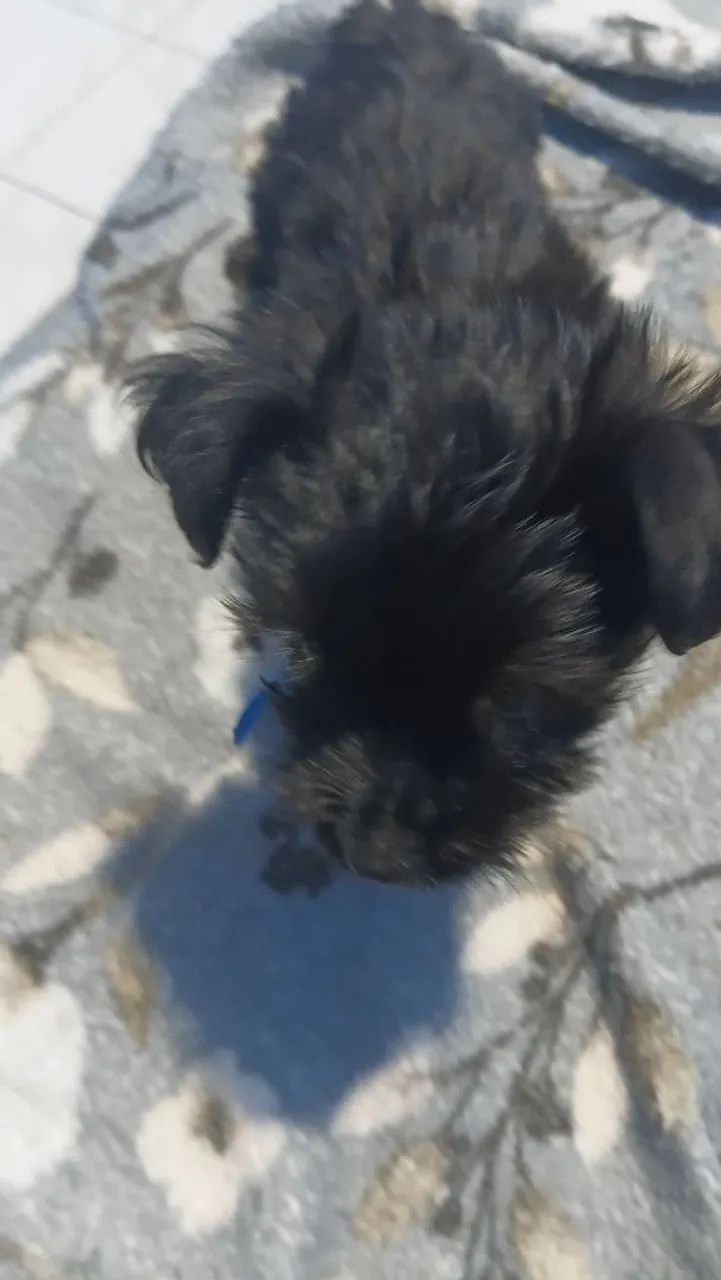 Cachorro 