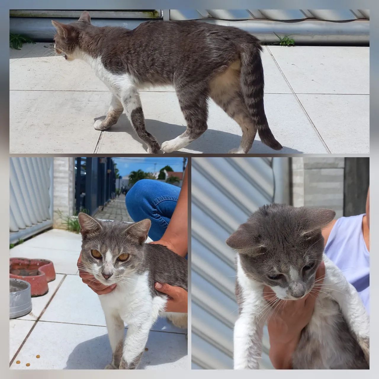 Gato macho para adoção  - Foto 3