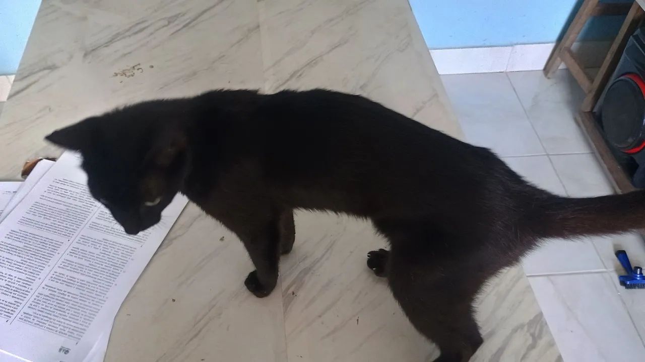 Gato para doação  - Foto 2
