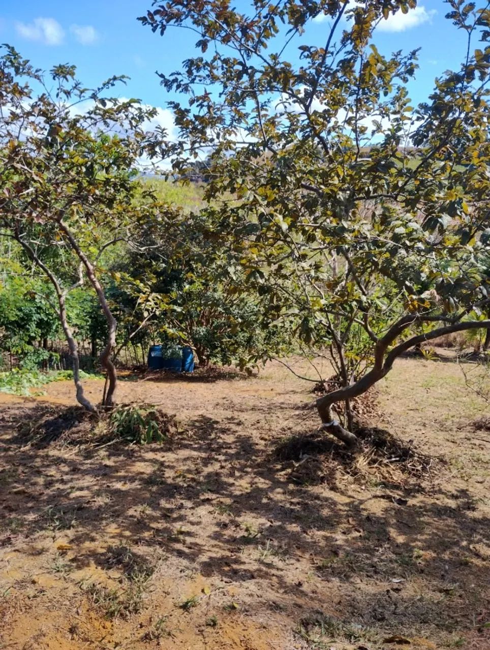 Vendo Chácara de 1000m2 em Pedro Palácio Ibiraçu ES  - Foto 5