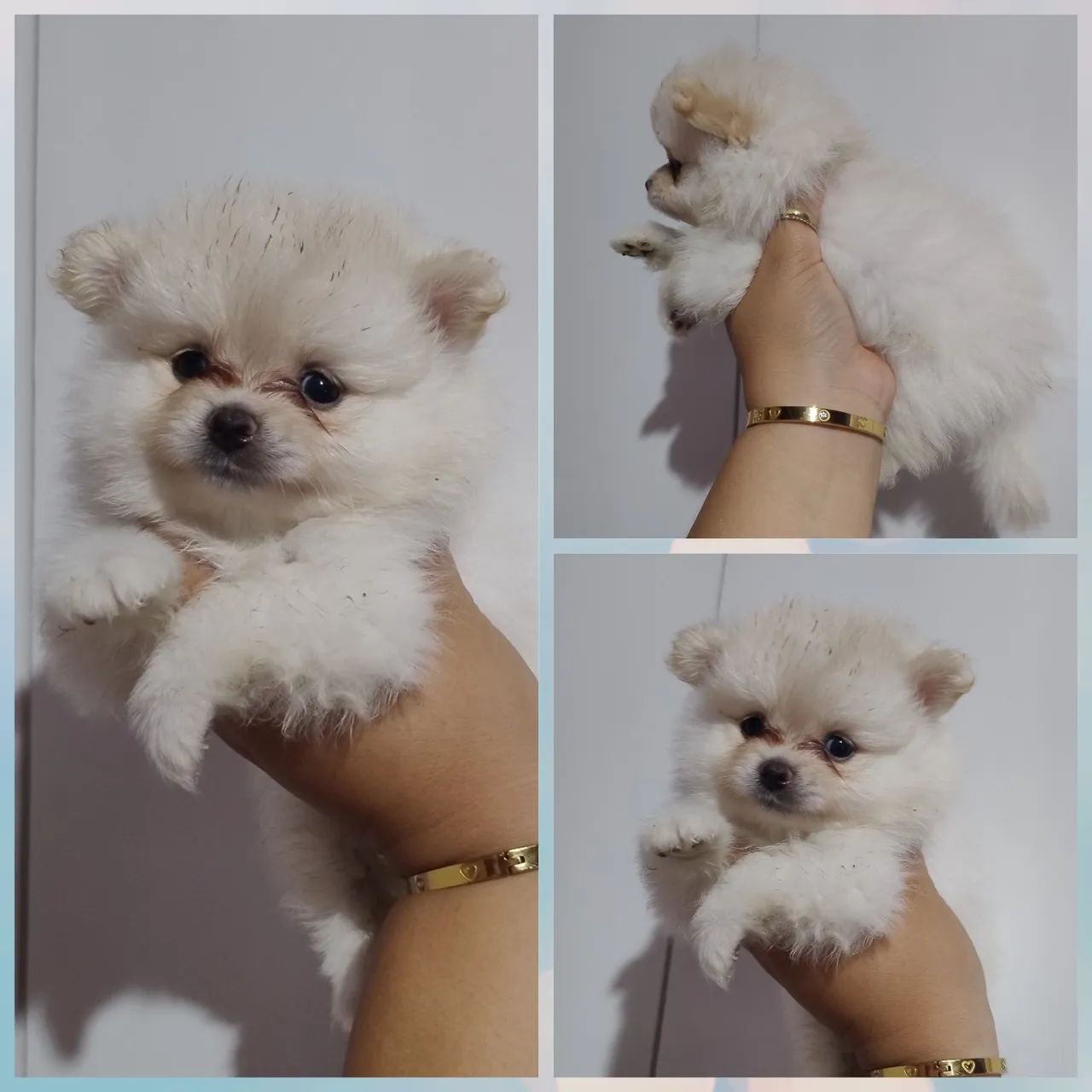 Spitz alemão Anão 