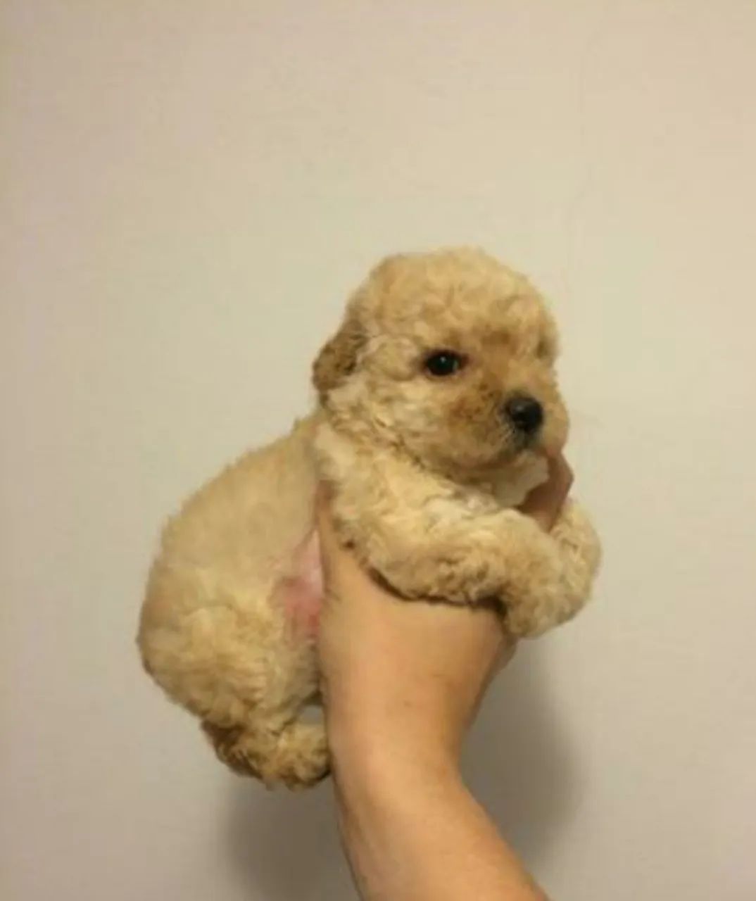 Poodle toy mine perfeitos 