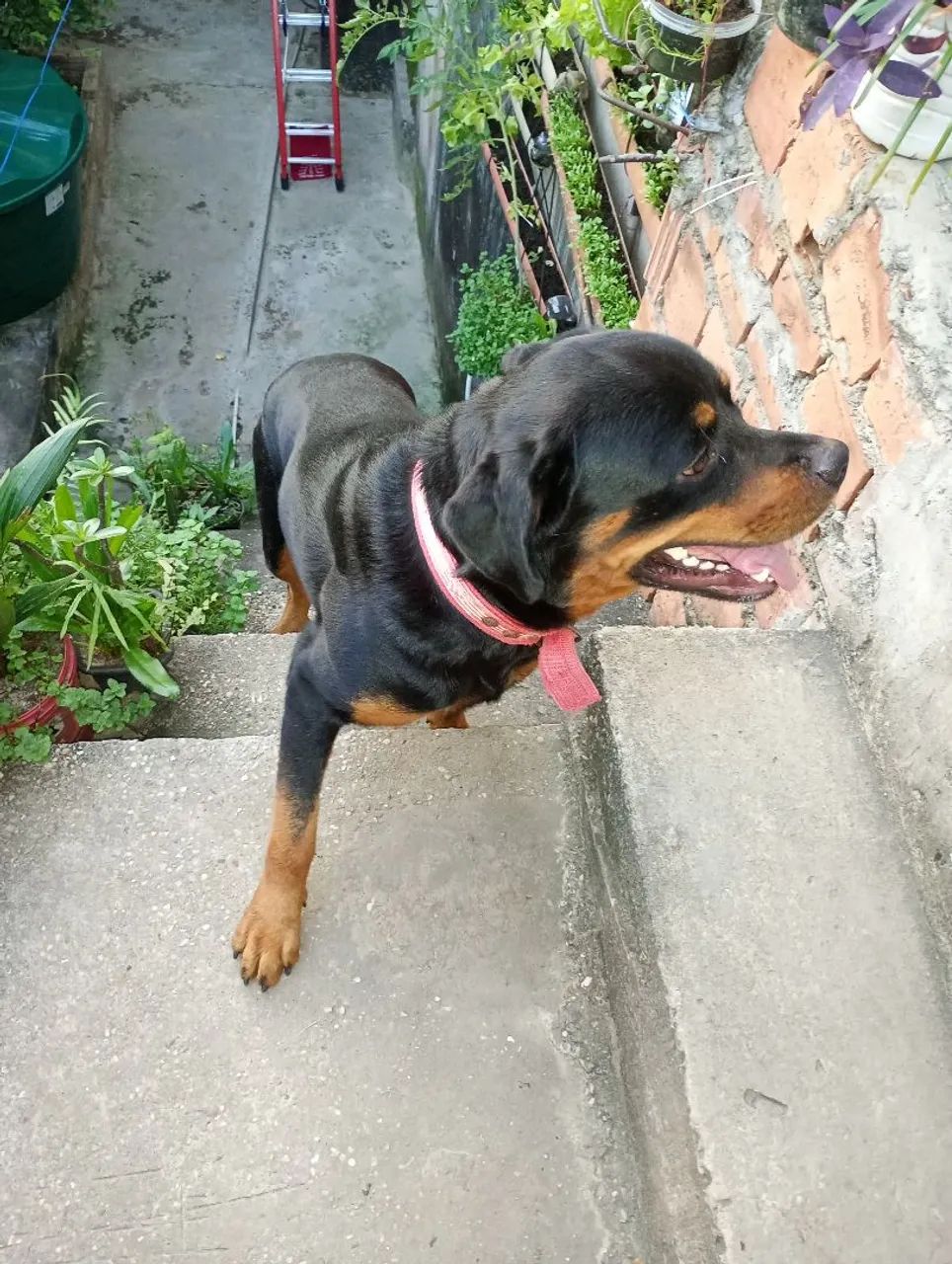 Cachorro 